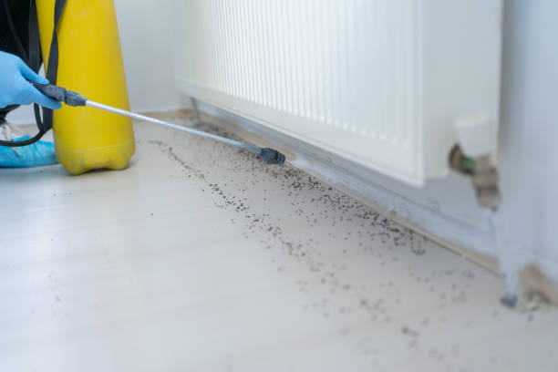 Wasp Removal Services in Coral Gables, FL